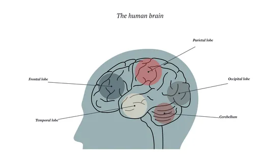 Image of the Vizzlo brain chart rework.