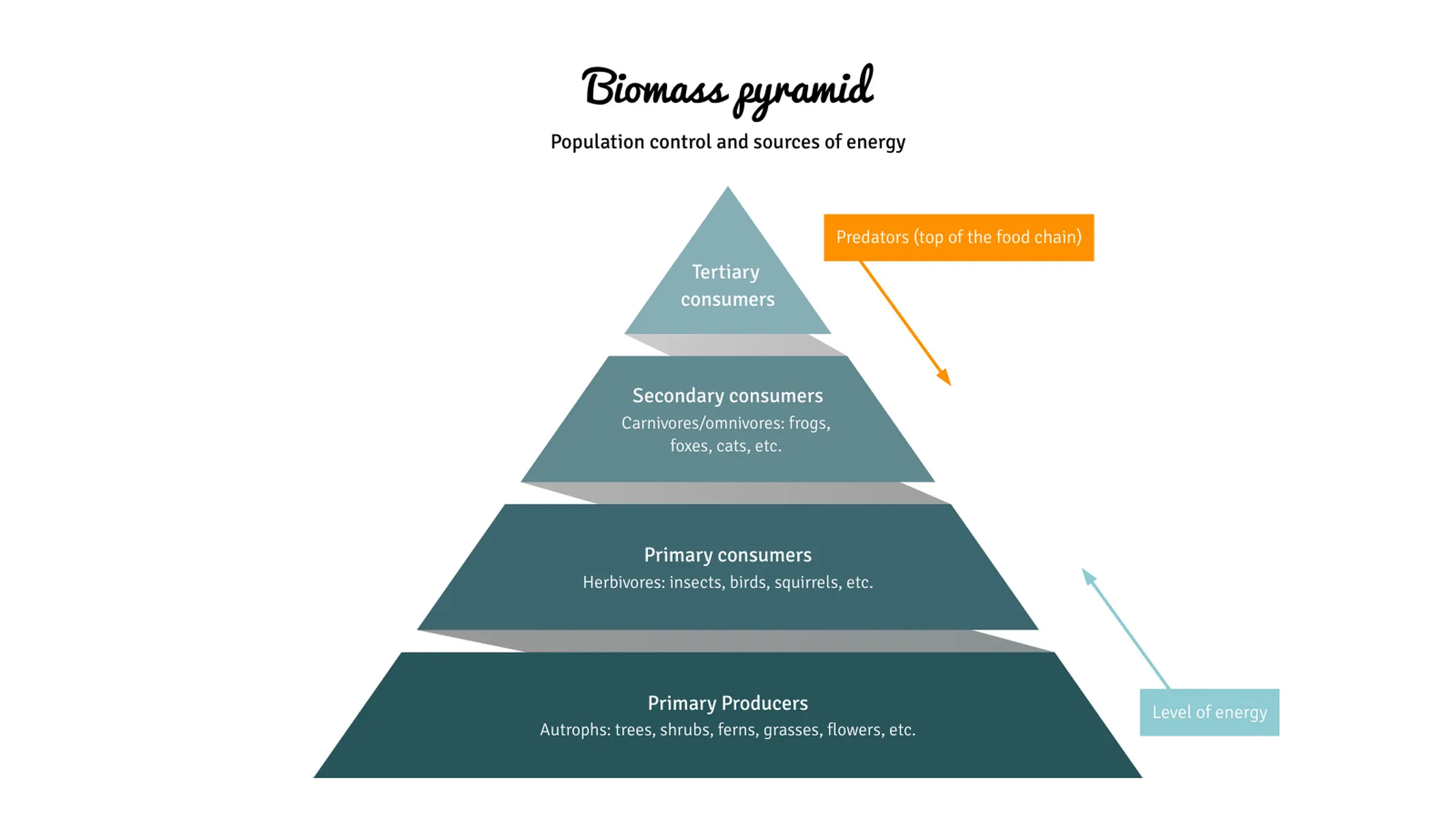 Pyramid Chart example: Biomass pyramid