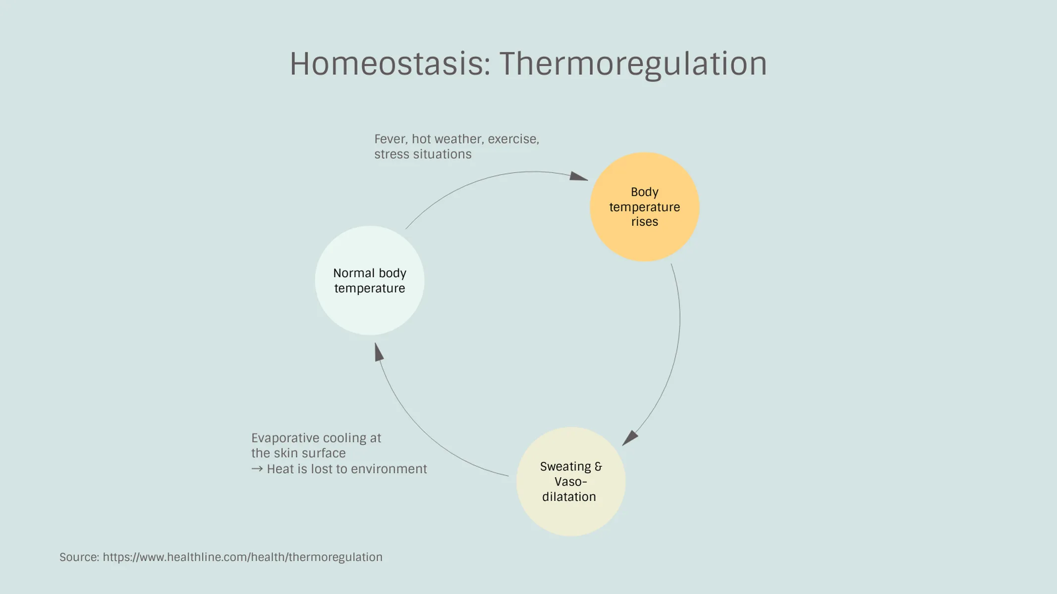 Feedback Loop example: Homeostasis: Thermoregulation