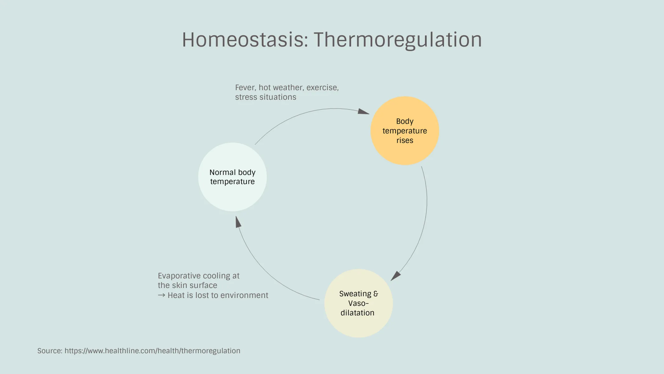 Feedback­schleife-Beispiel: Homeostasis: Thermoregulation