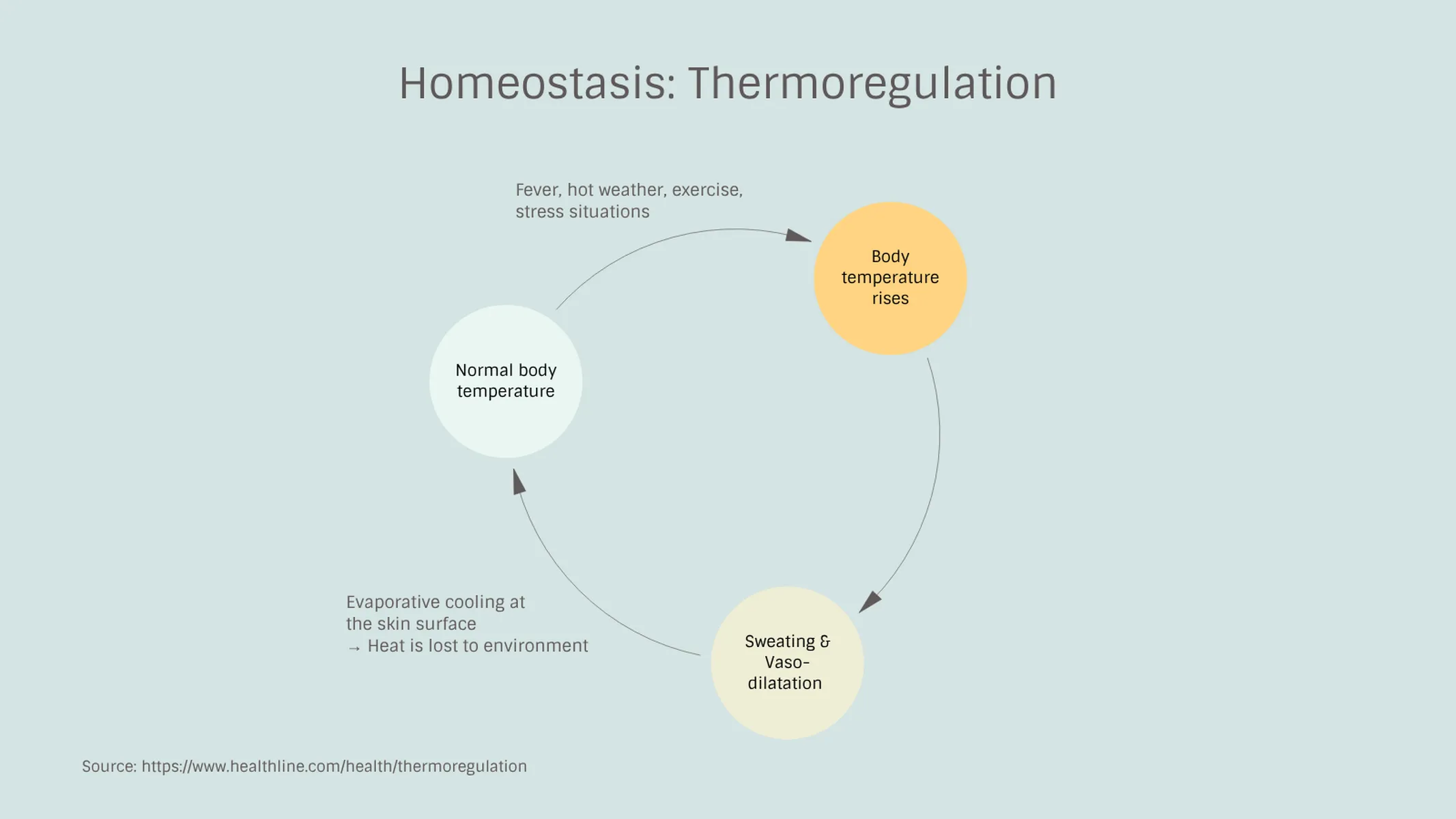 Feedback Loop example: Homeostasis: Thermoregulation