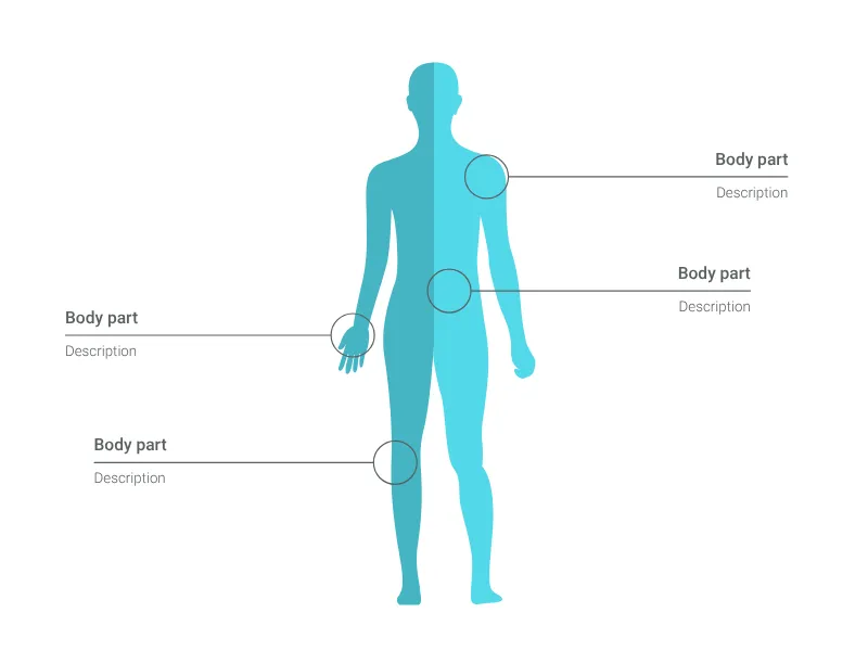 Human Body