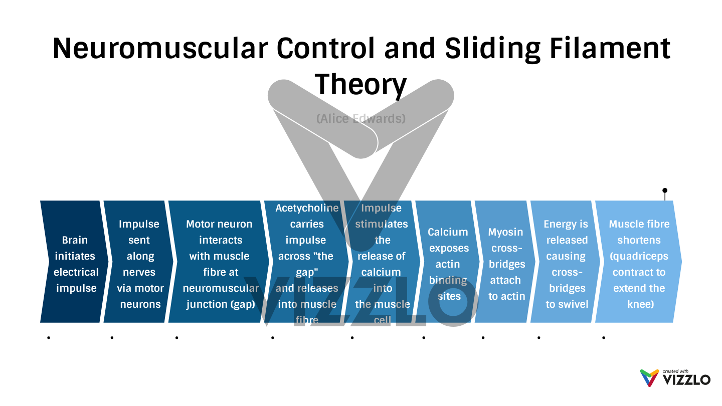 Neuromuscular Control and Sliding Filament Theory — Vizzlo