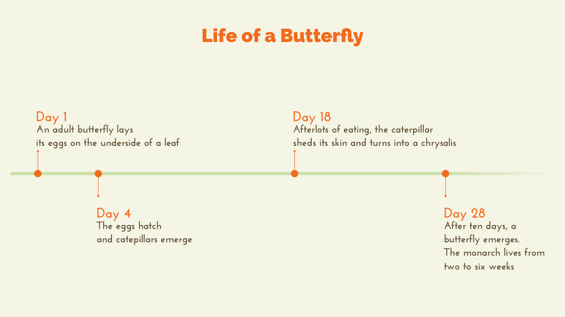 A timeline on the life of the Monarch Butterfly