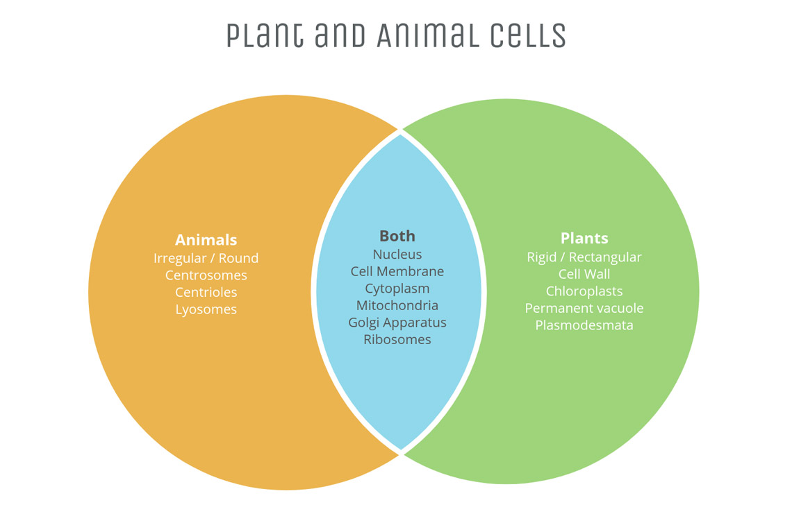 a Venn diagram depicting the similarities and differences of plant cells and animal cells